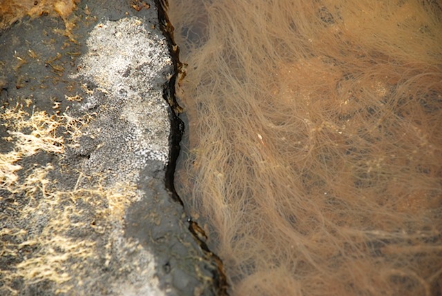 Giant's Causeway, Northern Ireland